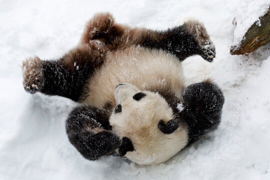 Giant Panda Playing In Snow