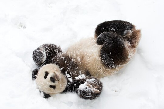 Giant Panda Playing With Snow