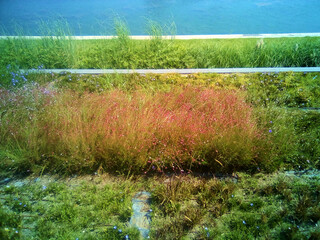 Motley grasses in bloom. On the river bank. - 527805308