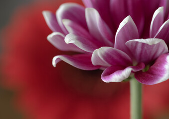Close up on the petals of a summer bloom, with a red flower  background