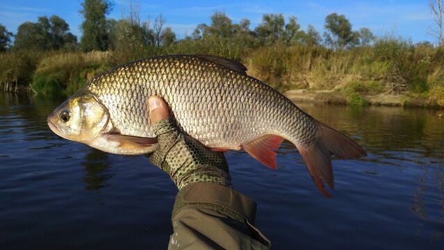 Ide fish in the hands of the angler. Backdrop of a wild river.