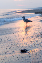 Herring gull on the shore of the Baltic Sea
