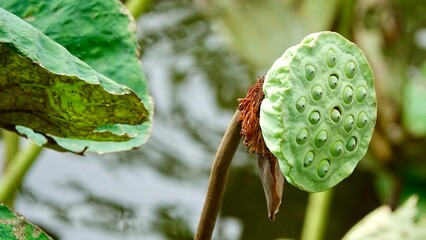 Lotus, Seerose Blüte und Blätter