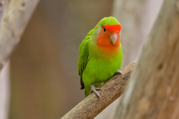 Fototapeta na wymiar A fisheri's lovebird (Agapornis roseicollis) a cute colorful small parrot