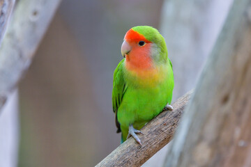 A fisheri's lovebird (Agapornis roseicollis) a cute colorful small parrot - 527806927