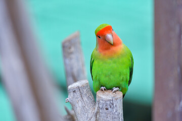 A fisheri's lovebird (Agapornis roseicollis) a cute colorful small parrot - 527806930