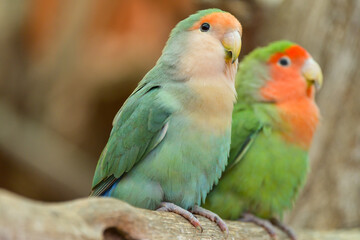 A fisheri's lovebird (Agapornis roseicollis) a cute colorful small parrot - 527806932
