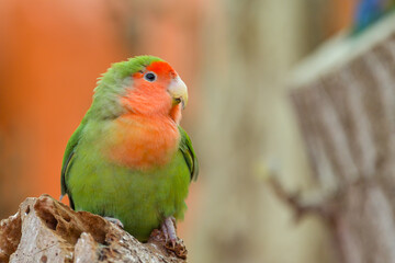 A fisheri's lovebird (Agapornis roseicollis) a cute colorful small parrot - 527806933