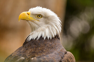 The Bald Eagle (Haliaeetus leucocephalus) portrait - 527806934