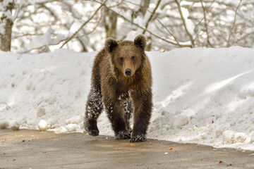 Wild adult Brown Bear (Ursus Arctos) in the winter forest. Dangerous animal in natural habitat. 