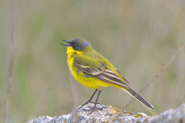 Bird - Yellow Wagtail (Motacilla flava) male, spring time - 527806942