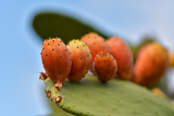 Prickly pear cactus close up with fruit in red color, cactus spines. - 527806944