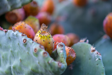 Prickly pear cactus close up with fruit in red color, cactus spines. - 527806947