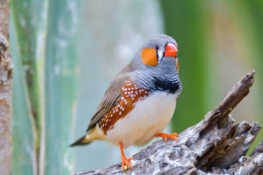 Zebra Finch (taeniopygia castanotis) - A small colorful bird