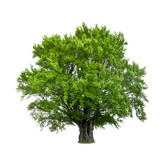 Green tree isolated on white background. Large old beech tree with lush green leaves - obrazy, fototapety, plakaty