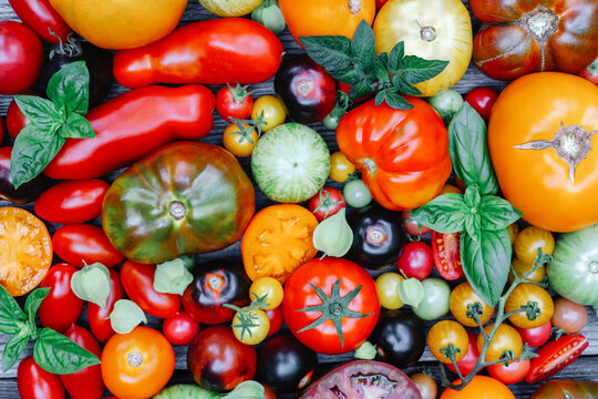 Different varieties kind of red, yellow, green and black tomato mix. Fresh assorted colorful summer tomatoes background, close up. Food photography