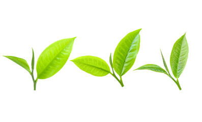 Tea Leaves isolated on transparent png