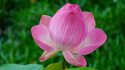 Lotus, Seerose Blüte und Blätter
