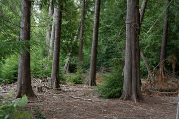 Thuja trees in the forest