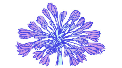Obraz premium hand drawing illustration of agapanthus flower. floral decoration background.