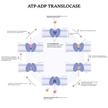 ATP-ADP translocase is a transporter protein. It imports ADP and export ATP across the inner mitochondrial membrane. Detailed diagram demonstrating this process step by step. 