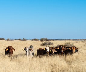 Herd of cattle standing in long, dry grass