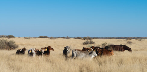 Cows in a field of long grass in a winter scene