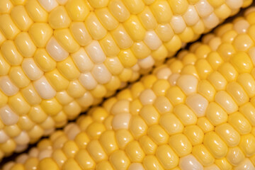 young corn on the cob large