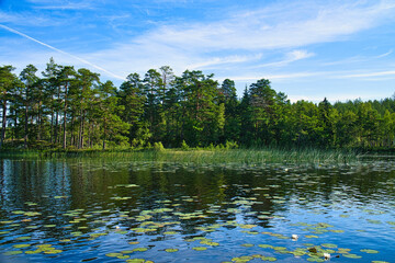 Fototapeta premium on a lake in Sweden in Smalland. Water lily field, blue water, sunny sky, forests