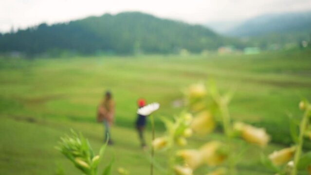 Stunning Video of Kashmir valley (Paradise on Earth). Beautiful view of Betaab Valley surrounded by snow frozen Himalayas glacier mountains and green fir and pine tree line forest landscape.