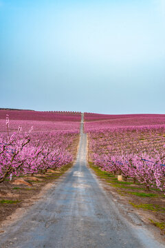 Flowering peach trees in Aitona, Spain.
