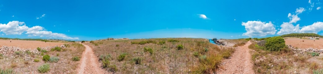 Typical Menorcan horse in Menorca, Spain