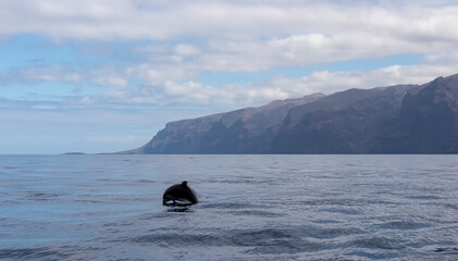 Obraz premium Scenic view on jumping bottlenose dolphins sticking out of water near cliff Los Gigantes, Santiago del Teide, west coast Tenerife, Canary Islands, Spain, Europe. Mammals swimming in Atlantic Ocean