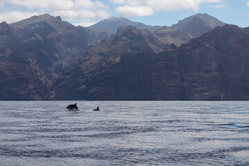 Scenic view on jumping bottlenose dolphins sticking out of water near cliff Los Gigantes, Santiago del Teide, west coast Tenerife, Canary Islands, Spain, Europe. Mammals swimming in Atlantic Ocean