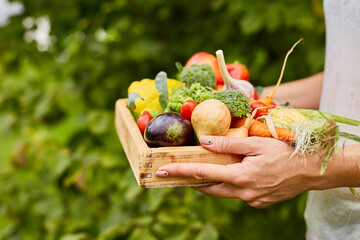 Female hold in hands wooden box with different fresh farm vegetables, Autumn harvest and healthy organic bio food concept, Garden produce and harvested vegetable