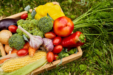 Wooden box with different fresh farm vegetables outdoor on the grass, Autumn harvest and healthy organic bio food concept, Garden produce and harvested vegetable