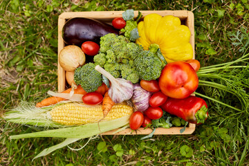Wooden box with different fresh farm vegetables outdoor on the grass, Autumn harvest and healthy organic bio food concept, Garden produce and harvested vegetable