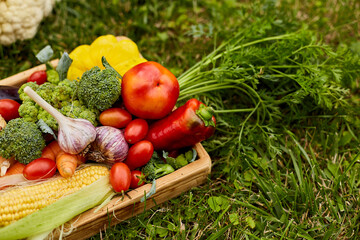 Wooden box with different fresh farm vegetables outdoor on the grass, Autumn harvest and healthy organic bio food concept, Garden produce and harvested vegetable