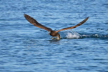 Brown Booby in flight