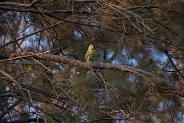 indian ringed parrot in Ashkelon National Park in Israel