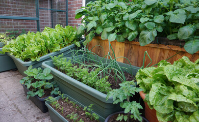 Vegetable garden. small garden with little greenhouse in the city. Growing own vegetables. Urban small botanical garden on a little area. sustainable and organic garden.
own grown vegetables.