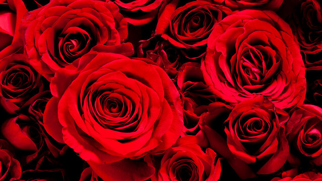 大きく美しい赤いバラの画像