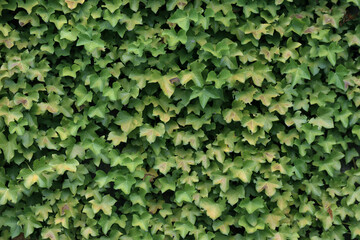 Obraz premium Close-up of ivy on a stone old wall