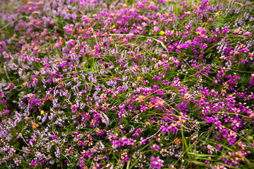 multitude de petites fleurs roses sauvages fleurissant l'été en Irlande