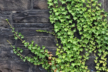 Close-up of ivy on a stone old wall