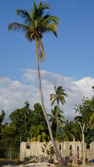 Fototapeta na wymiar a palm tree in the community of Anse a Pitres in Haiti in the month of January 2022