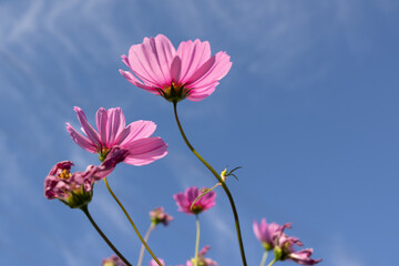 Colorful cosmea flowers against a blue sky