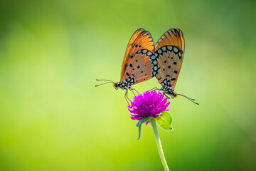 Two butterflies mating on a purple flower