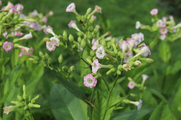 Common tobacco, Nicotiana tabacum. Inflorescence of tobacco flowers.