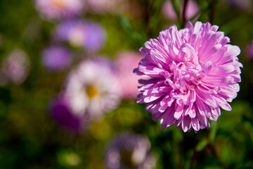 Pink flower on a sunny day with a blurred background.